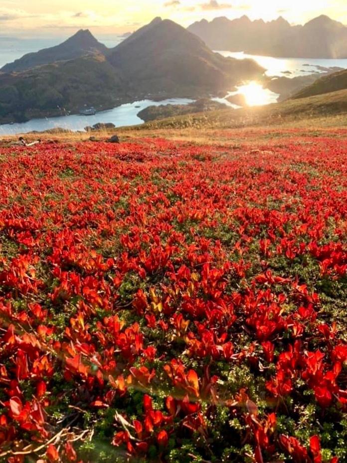 Lofoten And Vesteralen Kveldro Myrland Екстериор снимка